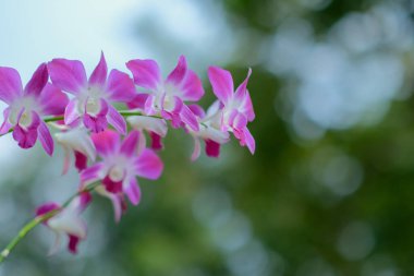 Bahçede açan pembe Tayland orkidelerinin güzelliği