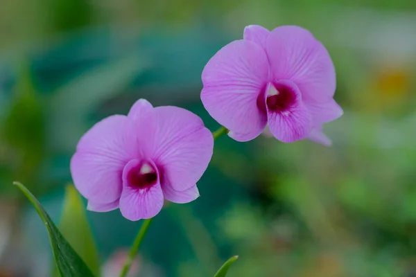 Schoonheid Van Roze Thaise Orchideeën Bloeien Tuin — Stockfoto