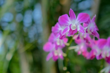 Bahçede açan pembe Tayland orkidelerinin güzelliği