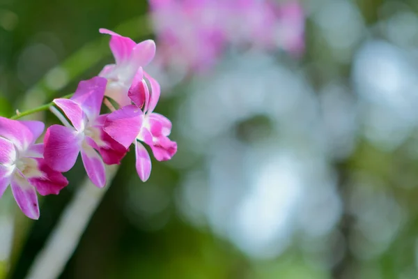 Frumusețea Orhideelor Thailandeze Roz Care Înfloresc Grădină — Fotografie, imagine de stoc