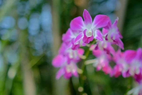 Frumusețea Orhideelor Thailandeze Roz Care Înfloresc Grădină — Fotografie, imagine de stoc