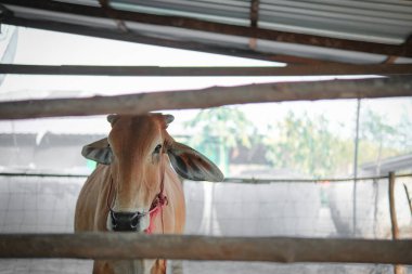 Red cow that was raised on the farm