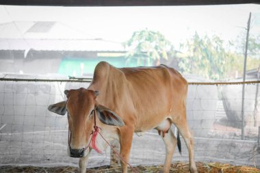 Red cow that was raised on the farm