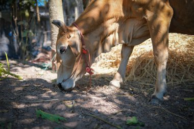 Red cow that was raised on the farm