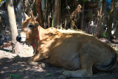 Red cow that was raised on the farm
