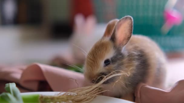 Tatlı Tavşan Odada Sebze Yiyor — Stok video