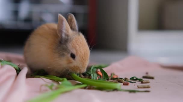 Милый Кролик Ест Овощи Комнате — стоковое видео