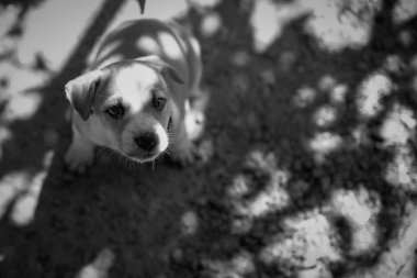 Siyah beyaz kameraya bakan sevimli köpek yavrusu. 