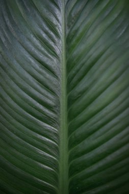 Yeşil yaprakların desen ve dokusu 