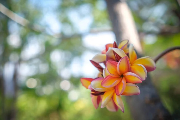 Beleza Das Flores Laranja Frangipani Florescendo Jardim — Fotografia de Stock