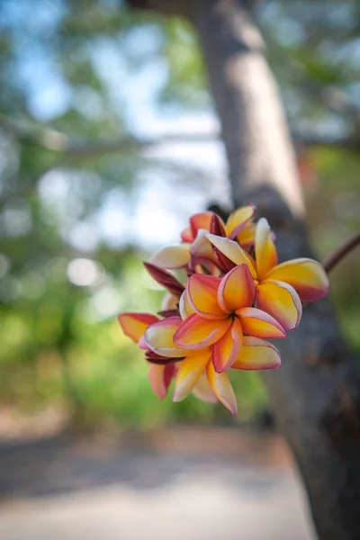 Beleza Das Flores Laranja Frangipani Florescendo Jardim — Fotografia de Stock