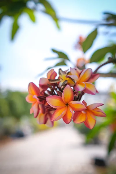 Ομορφιά Των Πορτοκαλιών Λουλουδιών Frangipani Ανθίζει Στον Κήπο — Φωτογραφία Αρχείου