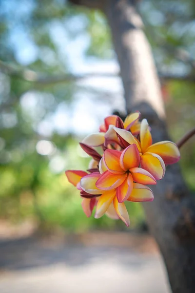 Belleza Las Flores Frangipani Naranja Floreciendo Jardín —  Fotos de Stock