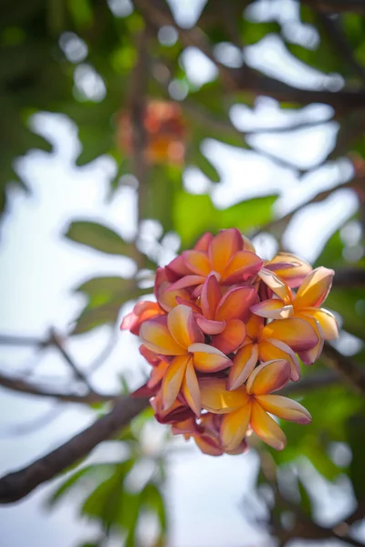 Piękno Pomarańczowych Kwiatów Frangipani Kwitnących Ogrodzie — Zdjęcie stockowe