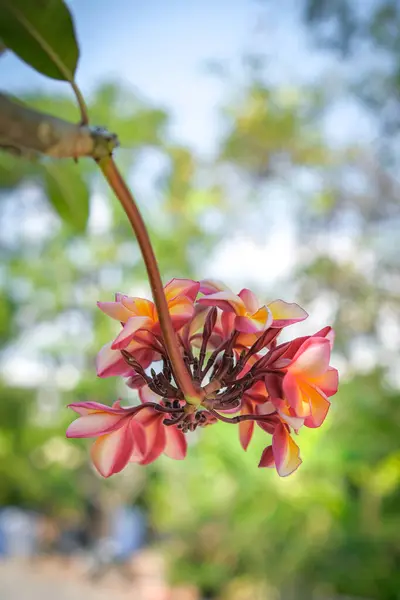 Krása Oranžové Frangipani Květiny Kvetoucí Zahradě — Stock fotografie