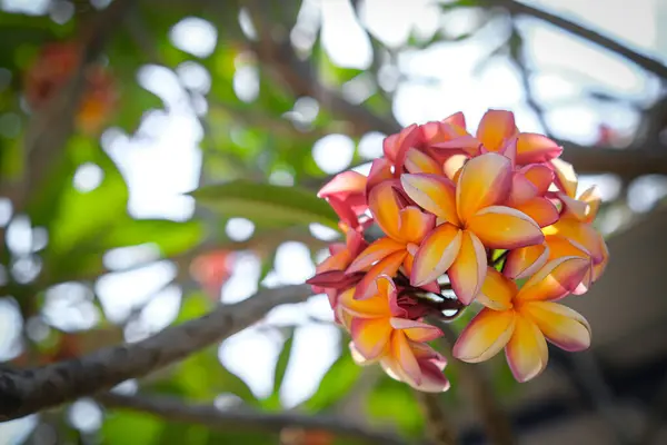 Schoonheid Van Oranje Frangipani Bloemen Bloeien Tuin — Stockfoto
