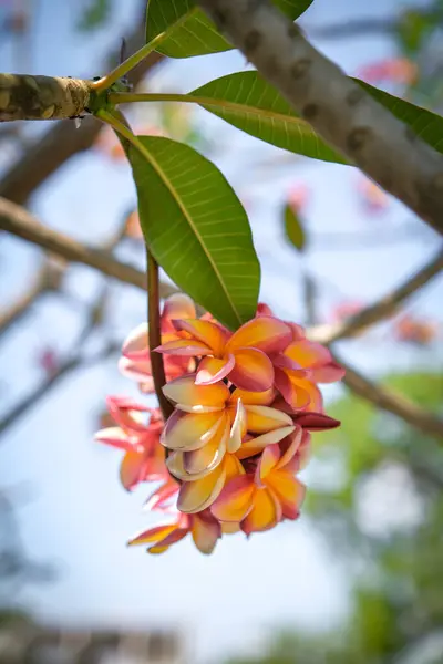 Piękno Pomarańczowych Kwiatów Frangipani Kwitnących Ogrodzie — Zdjęcie stockowe