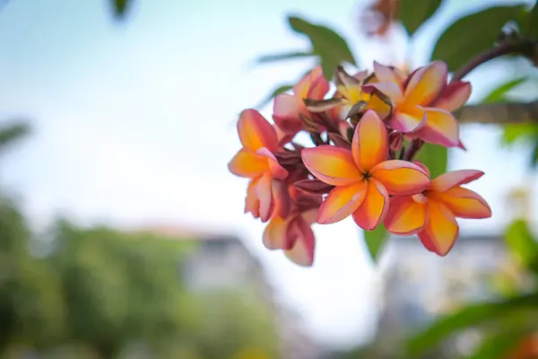 Beauté Des Fleurs Frangipani Orange Fleurissant Dans Jardin — Photo