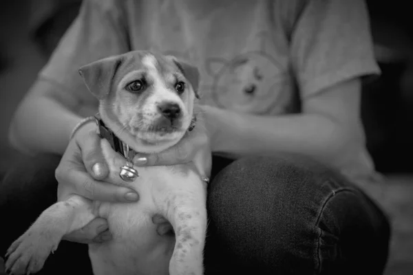 Chiot Mignon Regardant Caméra Sur Noir Blanc — Photo