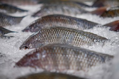 Taze tilapia süpermarkette satışa sunuldu..