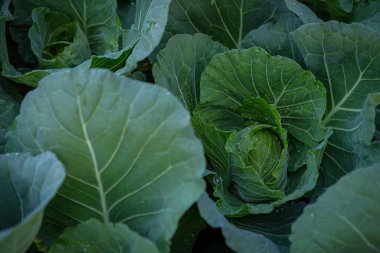 Arka bahçede yetişen taze marul.