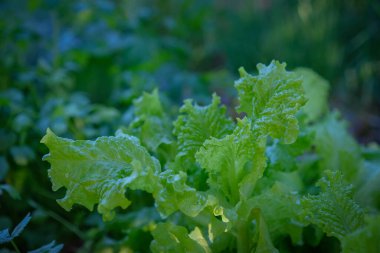 Arka bahçede yetişen taze marul.
