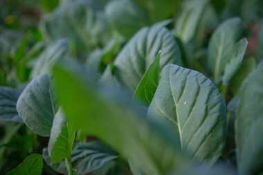 Arka bahçeye taze marul ekildi.