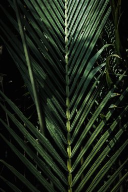 Parktaki palmiye yapraklarının deseni ve dokusu 