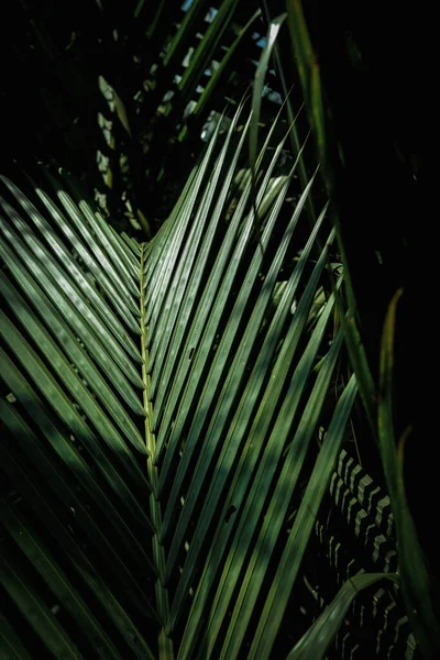 Pattern Texture Palm Leaves Park — Stock Photo, Image