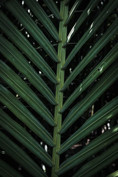 Patroon Textuur Van Palmbladeren Het Park — Stockfoto