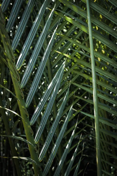 Patroon Textuur Van Palmbladeren Het Park — Stockfoto