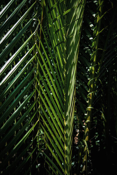 Pattern and texture of palm leaves in the park 