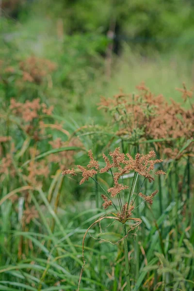 Beauty Grass Flowers Blooming Garden — Stock Photo, Image