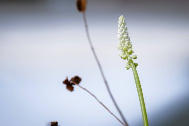 Bahçede açan güzel beyaz çiçekler 