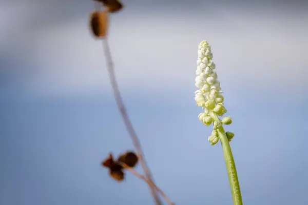 Flori Albe Frumoase Care Înfloresc Grădină — Fotografie, imagine de stoc