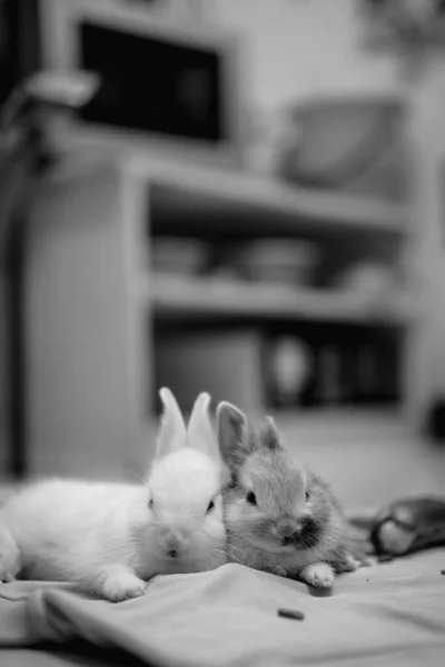 Die Niedlichkeit Der Kaninchen Raum Ist Schwarz Weiß — Stockfoto