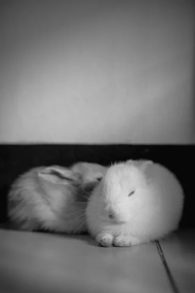 Die Niedlichkeit Der Kaninchen Raum Ist Schwarz Weiß — Stockfoto