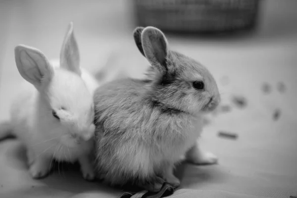 Ternura Los Conejos Habitación Son Blanco Negro —  Fotos de Stock