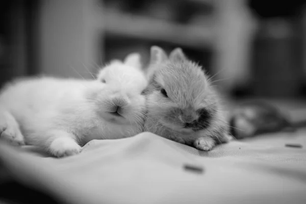 Cuteness Rabbits Room Black White — Stock Photo, Image