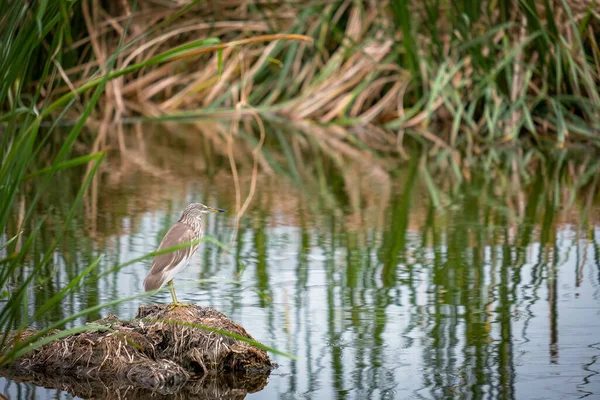 Reiger Zocht Voedsel Vijver — Stockfoto