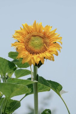 Tarlalarda açan ayçiçeklerinin güzelliği