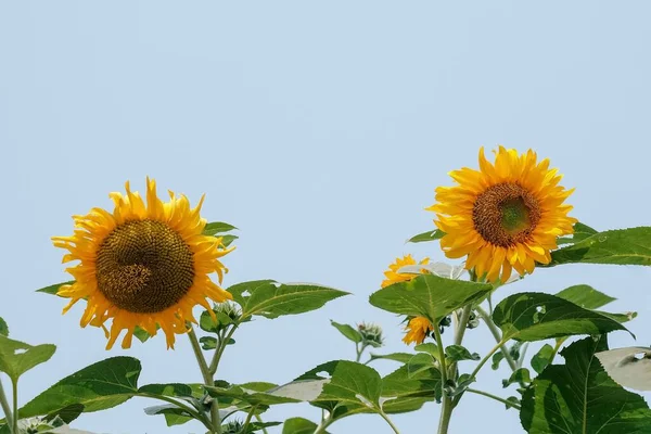 Tarlalarda açan ayçiçeklerinin güzelliği
