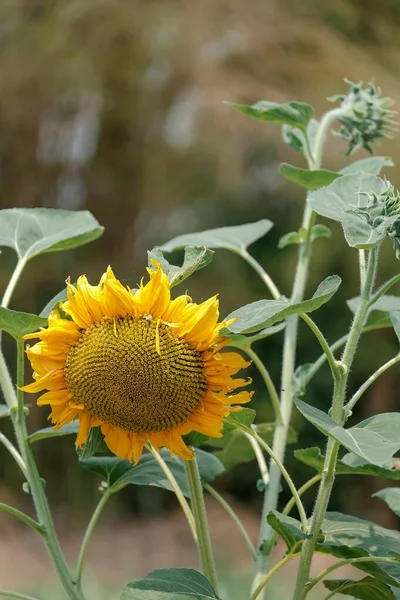 Beauty Sunflowers Blooming Fields — Fotografia de Stock
