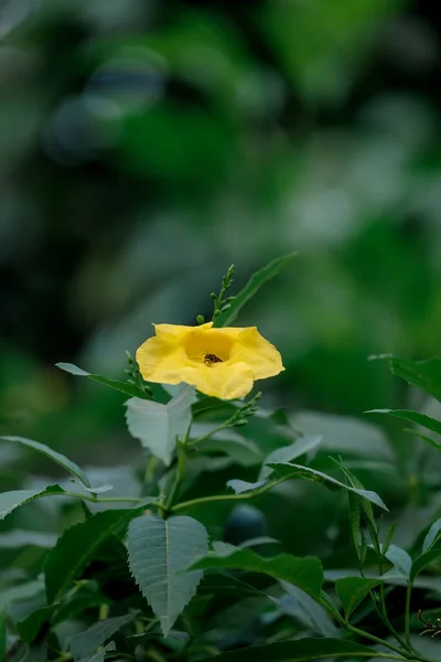 Schoonheid Van Gele Bloemen Bloeien Velden — Stockfoto