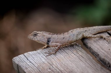 Bir bukalemun eski bir tahta üzerinde.