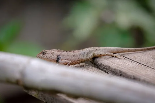 Chameleon Old Wooden Plank — Fotografia de Stock