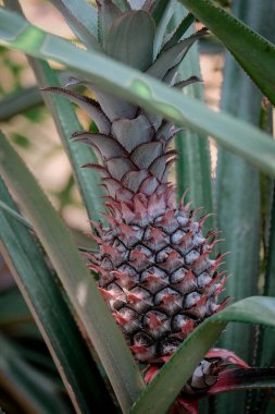 Evin arkasındaki çam bahçesinde ananas çiçekleri açıyor.