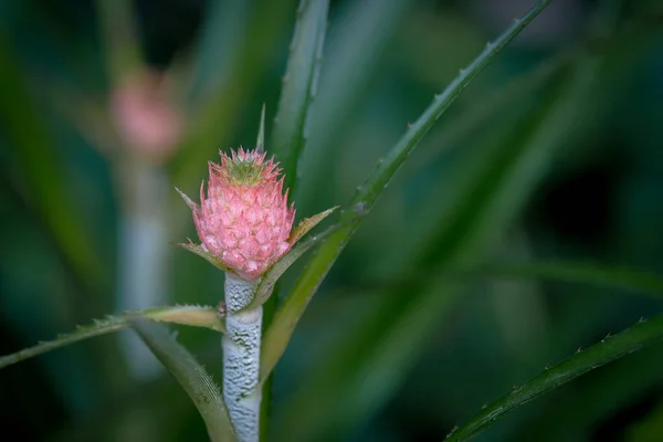 家の裏の松の庭にはパイナップルの花が咲いている — ストック写真