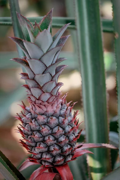 Evin arkasındaki çam bahçesinde ananas çiçekleri açıyor.