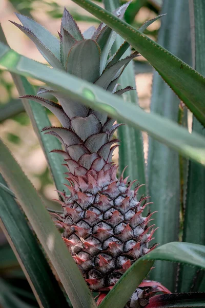 Evin arkasındaki çam bahçesinde ananas çiçekleri açıyor.